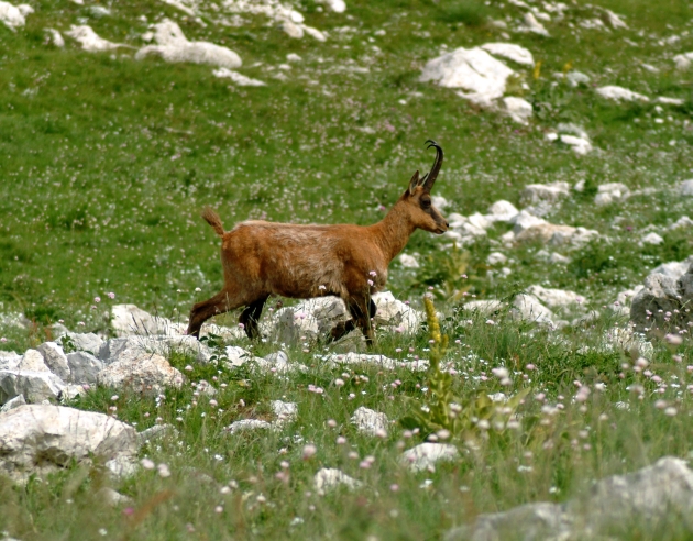 Camoscio d''Abruzzo Rupicapra pyrenaica ornata